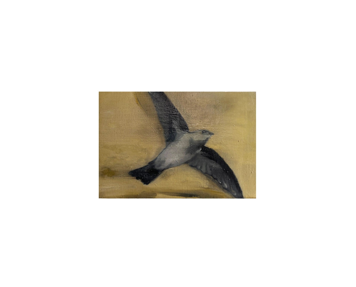 Walet (swiftlet)